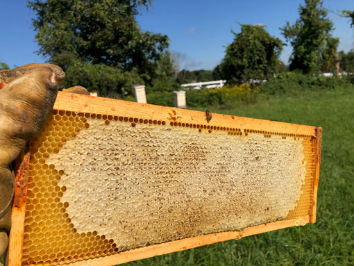 Chronicles From The Hive: IT’S HARVEST TIME!!!