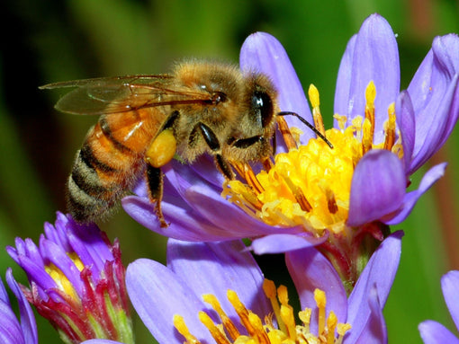 #NoMowMay: Give Yourself and the Bees a Break this May