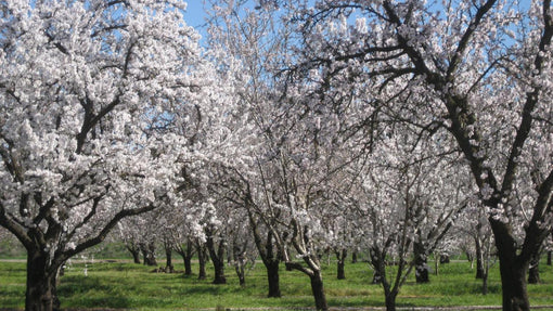 Honeybees are Crucial to California’s Almond Crops