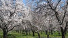 Honeybees are Crucial to California’s Almond Crops