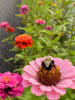 Pollinator-Friendly Garden – Spring to Fall