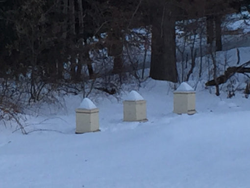 How Do Honey Bees Survive Cold Temperatures?