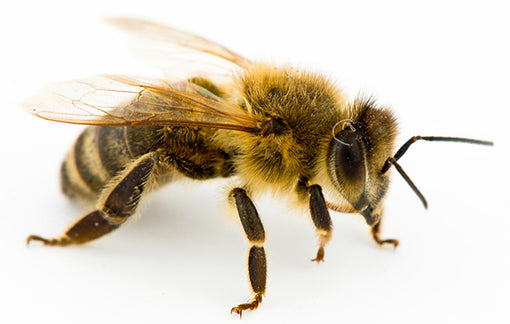 10 Fascinating Facts About Our Little Honey Bees