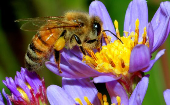 Honey Bee Polinating Flower - Little Bee of Connecticut